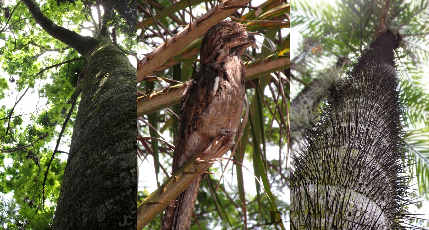 Yo Amo Cali — Fotografías de árboles, corteza y aves